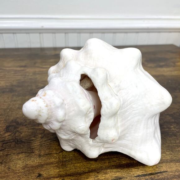 Horned Conch Shell Natural Beach House Decor Cream 8.5" x 5" Seashell Ocean - Picture 9 of 16